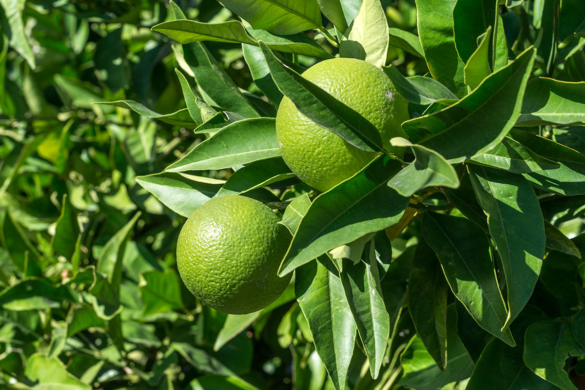 Huertos y limoneros de las casas. Huertos y limoneros de las casas.