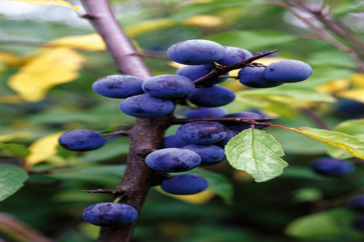 Rama de un endrino, cargada de frutos. Rama de un endrino, cargada de frutos.