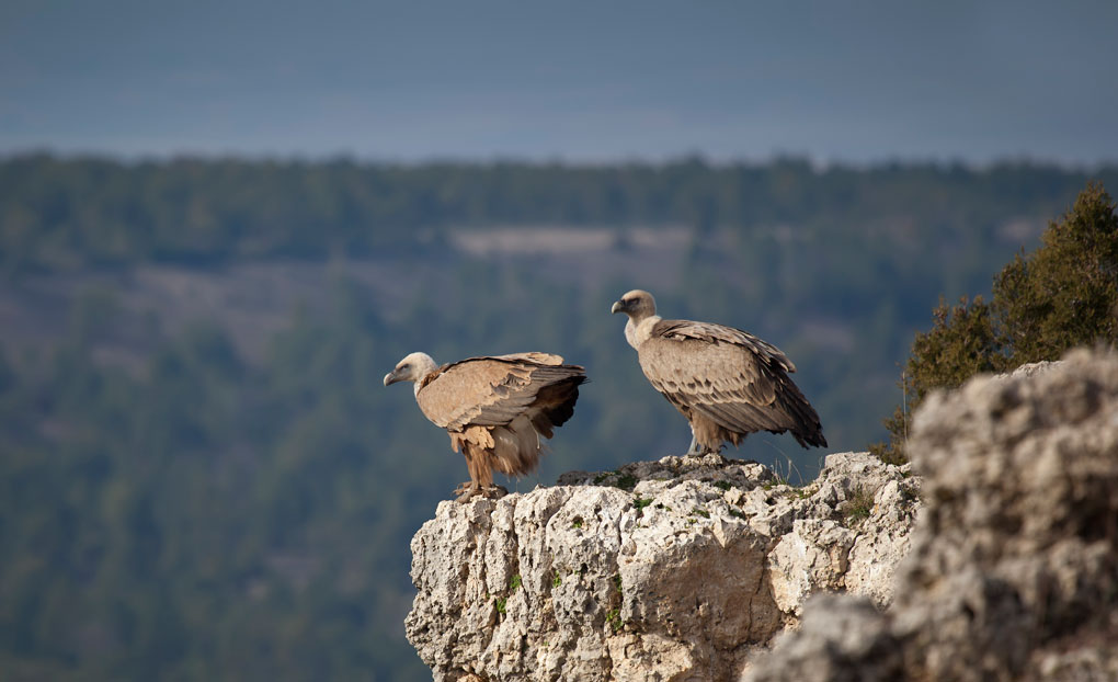 Una pareja de buitres leonados, los reyes del paisaje. Foto: Shutterstock. Una pareja de buitres leonados, los reyes del paisaje. Foto: Shutterstock.