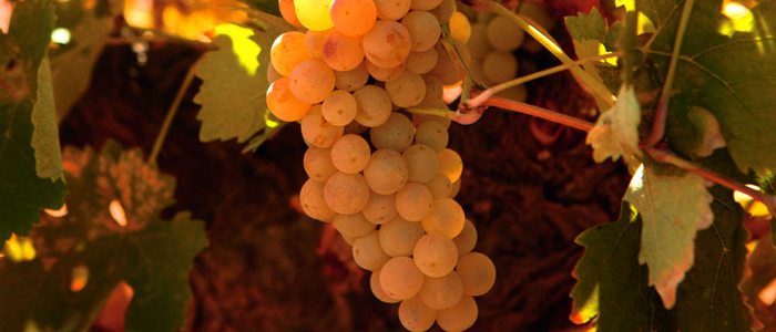 Uva verdejo empleada para el vino de Rueda. Uva verdejo empleada para el vino de Rueda.