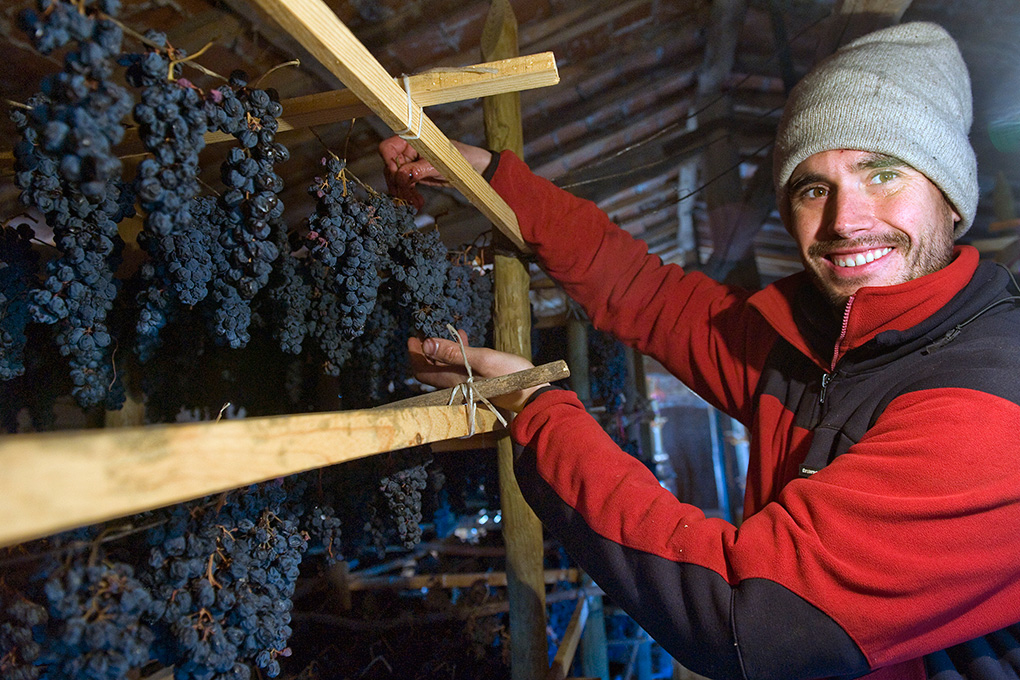 En la zona alta de la bodega evaluando los racimos. En la zona alta de la bodega evaluando los racimos.