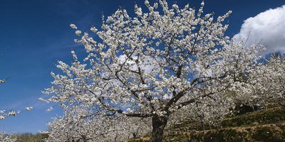 Cerezo en flor. Foto: Ángel Vicente Simón Tejeiro. Oficina de Turismo del Valle del Jerte. Cerezo en flor. Foto: Ángel Vicente Simón Tejeiro. Oficina de Turismo del Valle del Jerte.