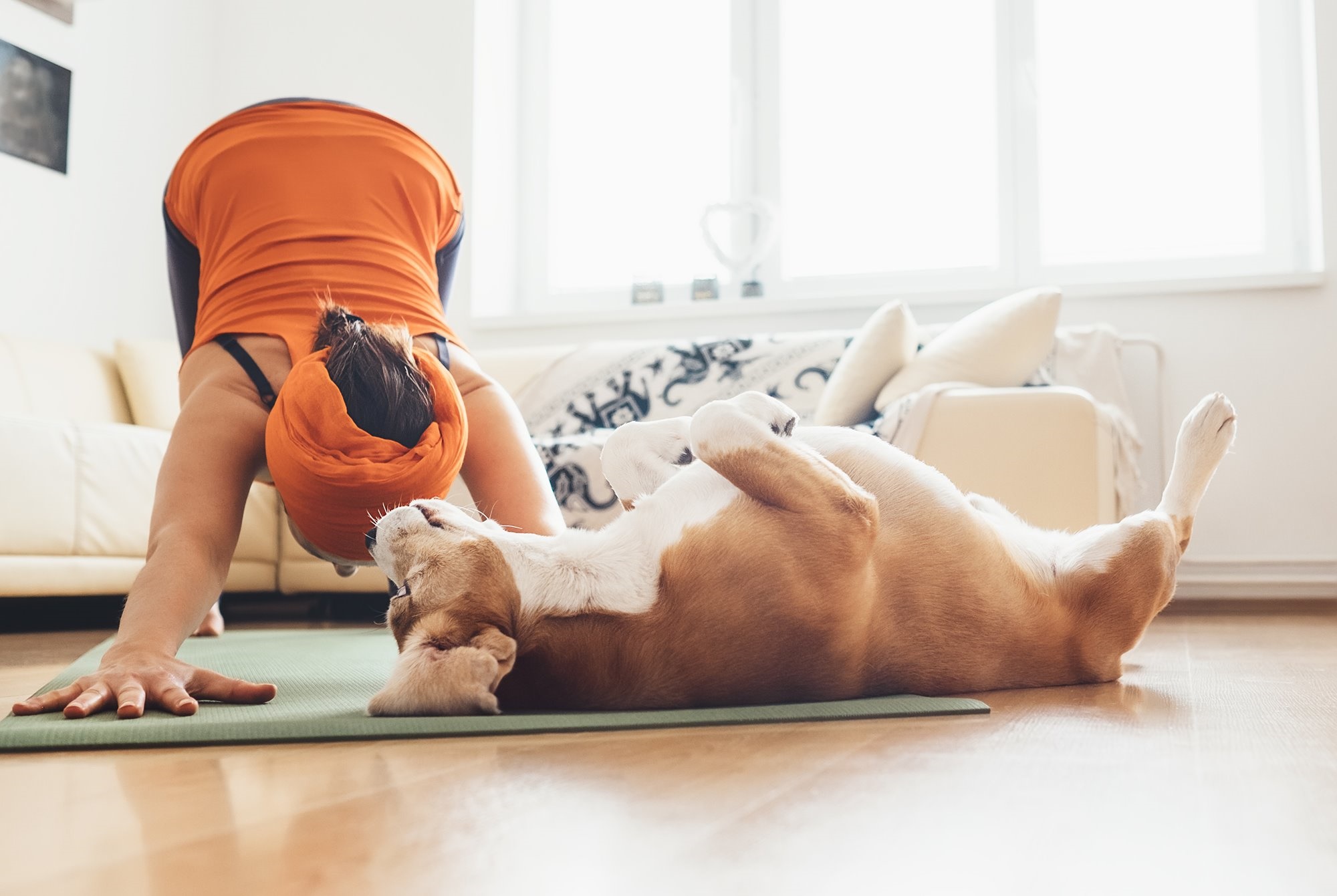Relax en equipo practicando 'doga'. Foto: Shutterstock. Relax en equipo practicando 'doga'. Foto: Shutterstock.