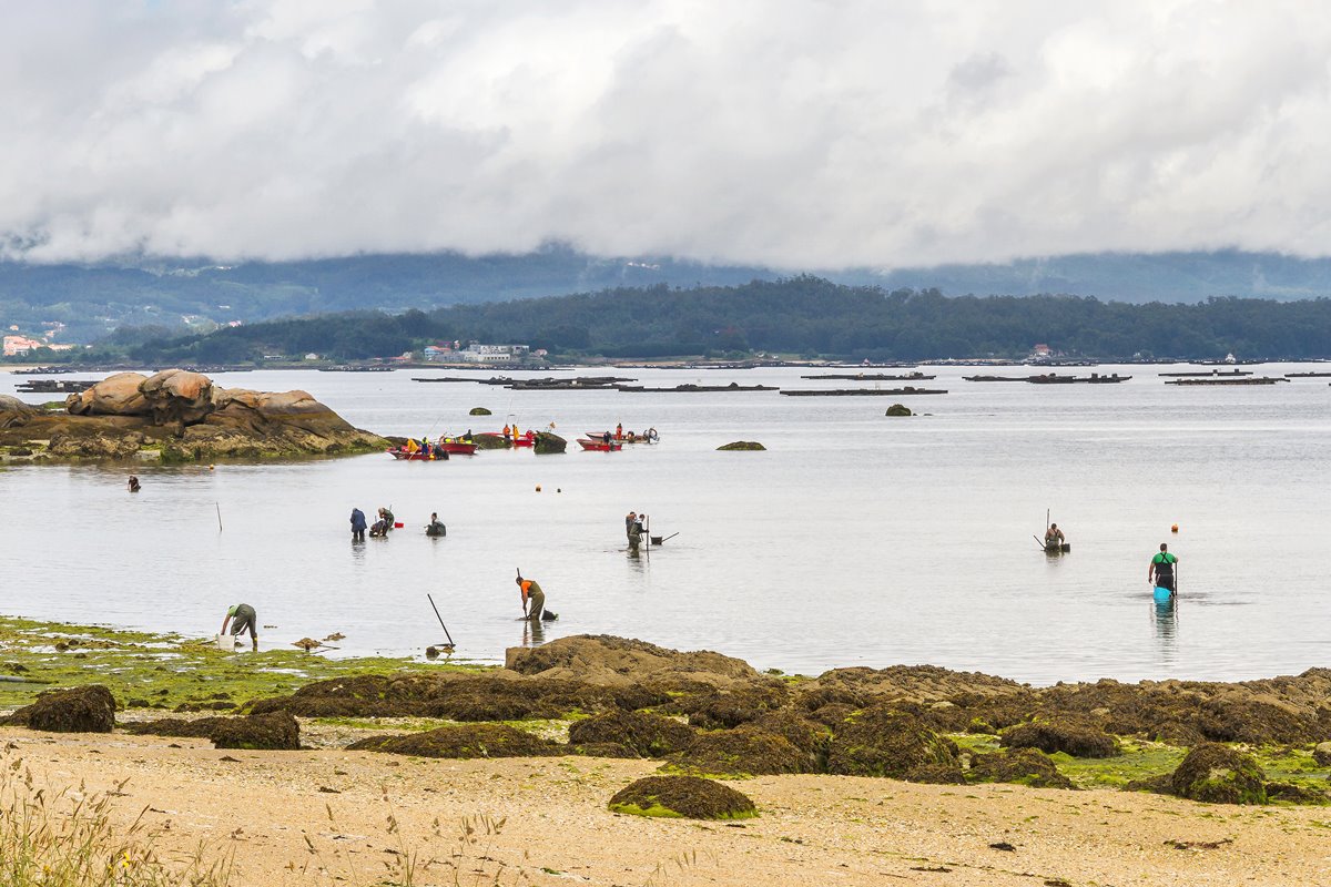 La pesca de mejillones es una de las actividades más representativas de Vilanova de Arousa. Foto: Shutterstock La pesca de mejillones es una de las actividades más representativas de Vilanova de Arousa. Foto: Shutterstock