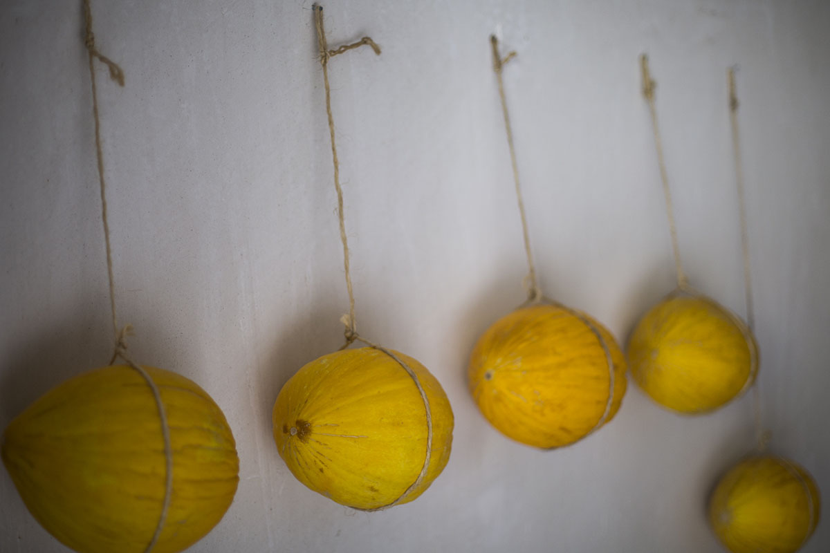Algunos melones se cuelgan con una cuerda de yute, aunque deja la marca. Algunos melones se cuelgan con una cuerda de yute, aunque deja la marca.