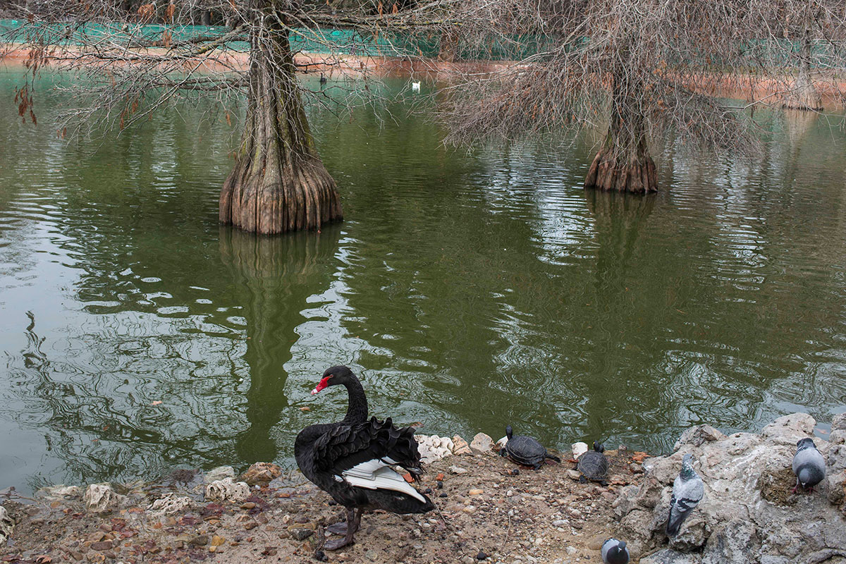 Uno de los dos cisnes negros de los ahuehuetes del Palacio de Cristal, ajenos a su historia. Uno de los dos cisnes negros de los ahuehuetes del Palacio de Cristal, ajenos a su historia.