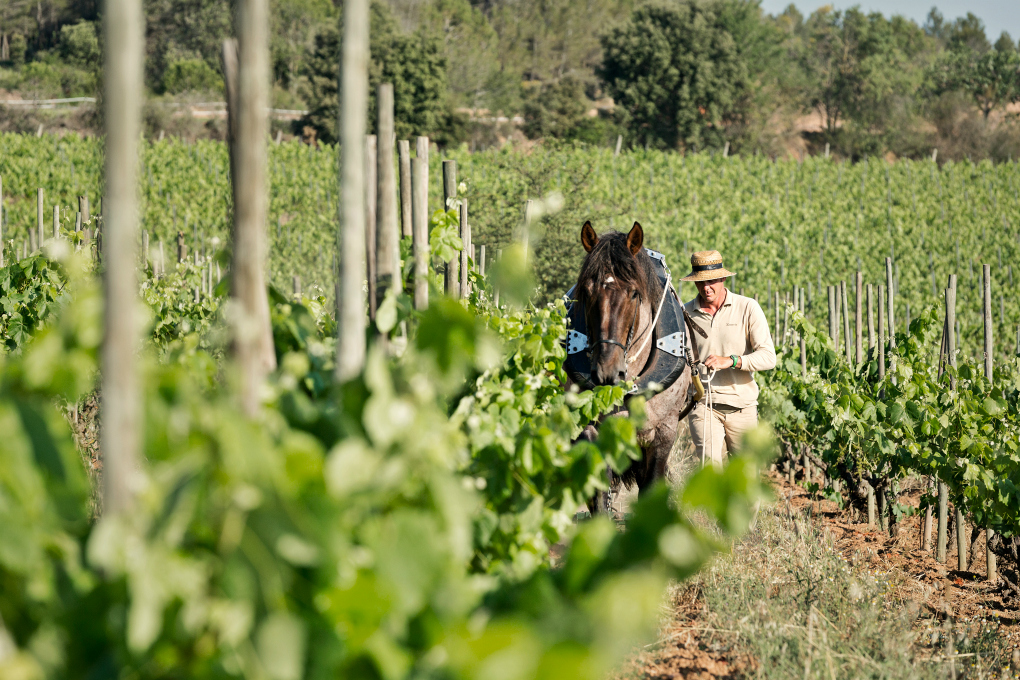 Viñedos con los que se elabora Turó d'en Mota. Foto: Recaredo. Viñedos con los que se elabora Turó d'en Mota. Foto: Recaredo.