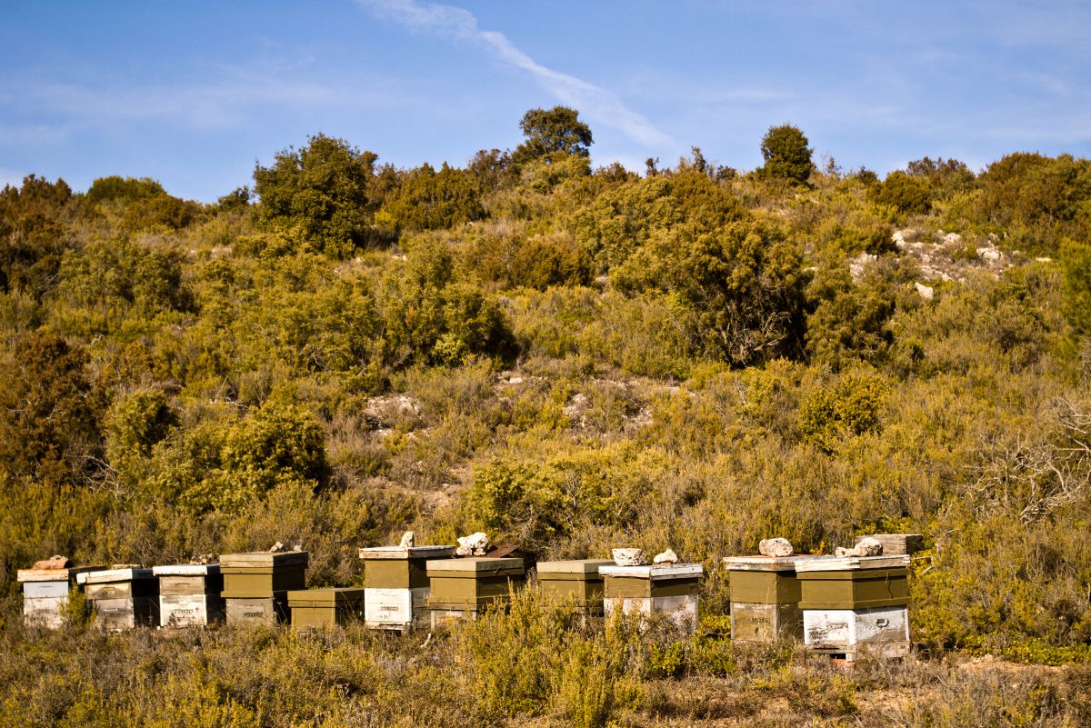 Colmenar en La Alcarria, Guadalajara. Foto: Shutterstock. Colmenar en La Alcarria, Guadalajara. Foto: Shutterstock.