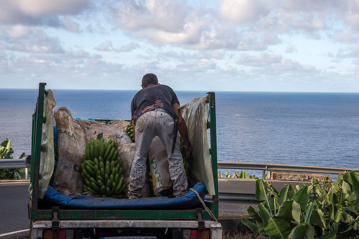 La Palma: Platanero cargando racimos de fruta. La Palma: Platanero cargando racimos de fruta.