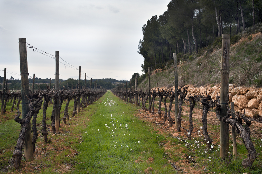 Viñedos de Cavas Recaredo. Viñedos de Cavas Recaredo.