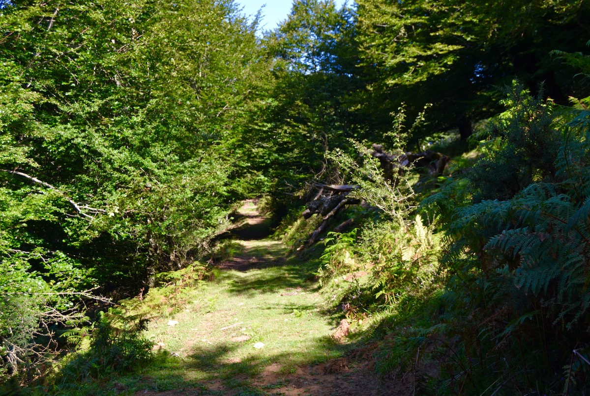 Aún en verano, el verde es el protagonista de todo el recorrido. Aún en verano, el verde es el protagonista de todo el recorrido.