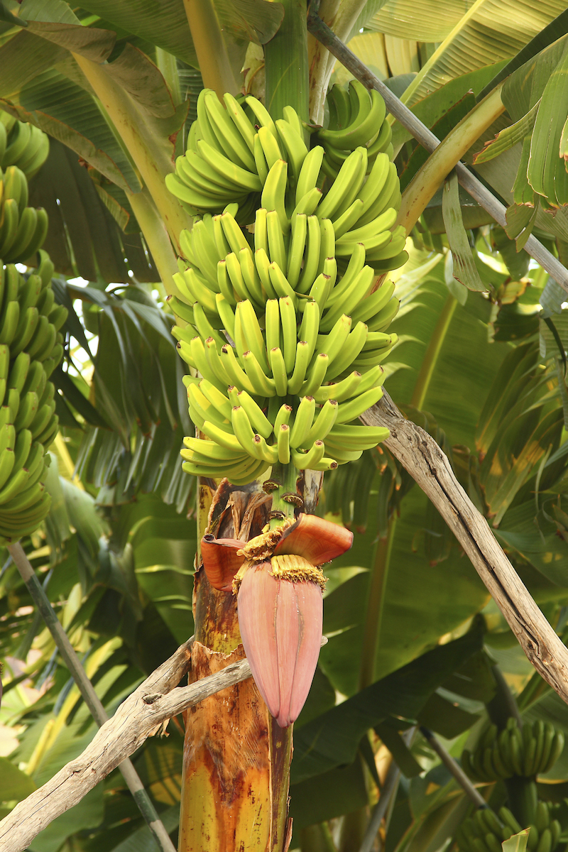 Plátano de Canarias. Plátano de Canarias.