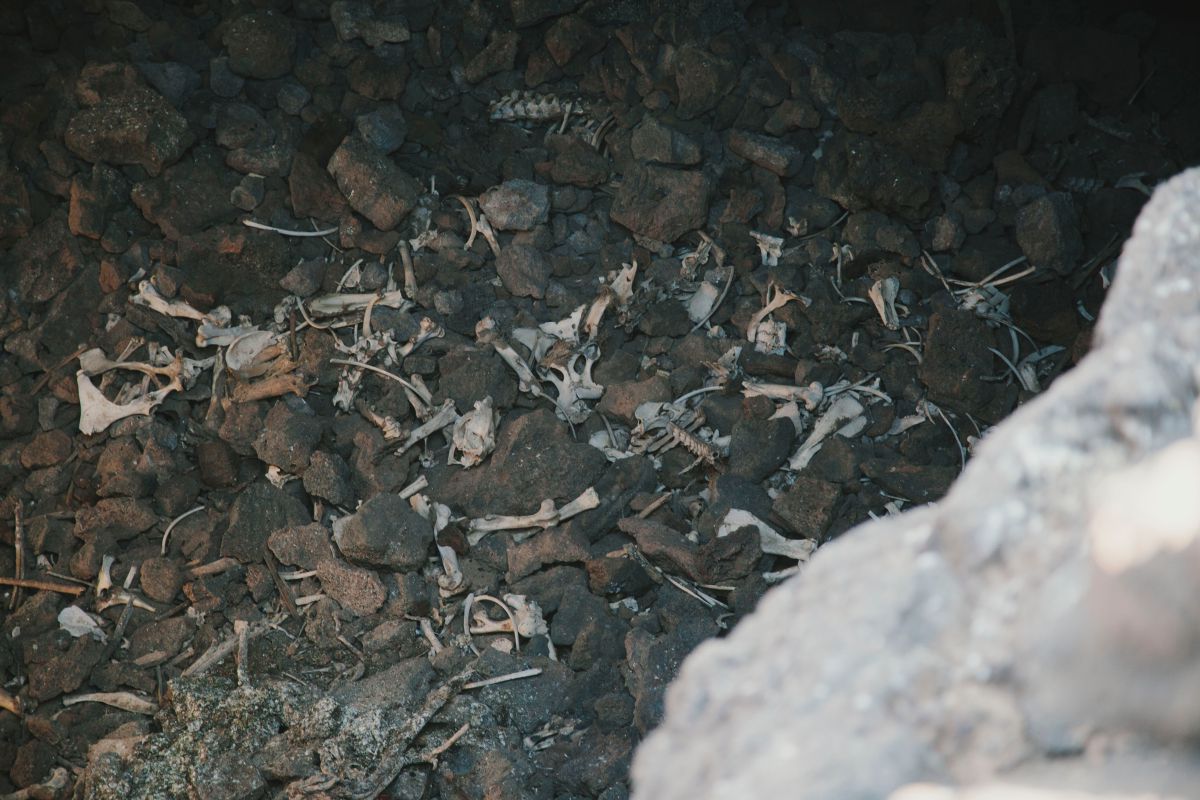 En la Cueva de los Burros, los restos de estos animales aún pueden verse. En la Cueva de los Burros, los restos de estos animales aún pueden verse.