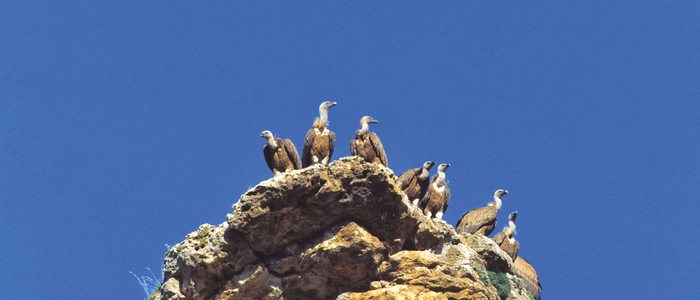 Buitres leonados aposentados sobre una roca. Buitres leonados aposentados sobre una roca.