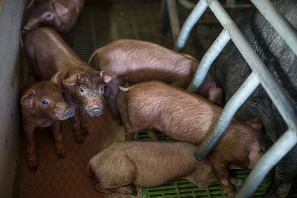 Estos cochinillos apenas tienen diez días de vida. Estos cochinillos apenas tienen diez días de vida.