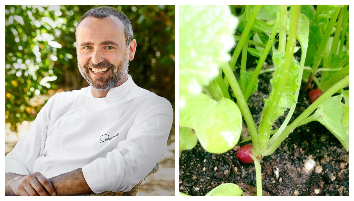 El chef de 'El invernadero', Rodrigo de la Calle. Unos rabanitos de su huerta en Collado Mediano. El chef de 'El invernadero', Rodrigo de la Calle. Unos rabanitos de su huerta en Collado Mediano.