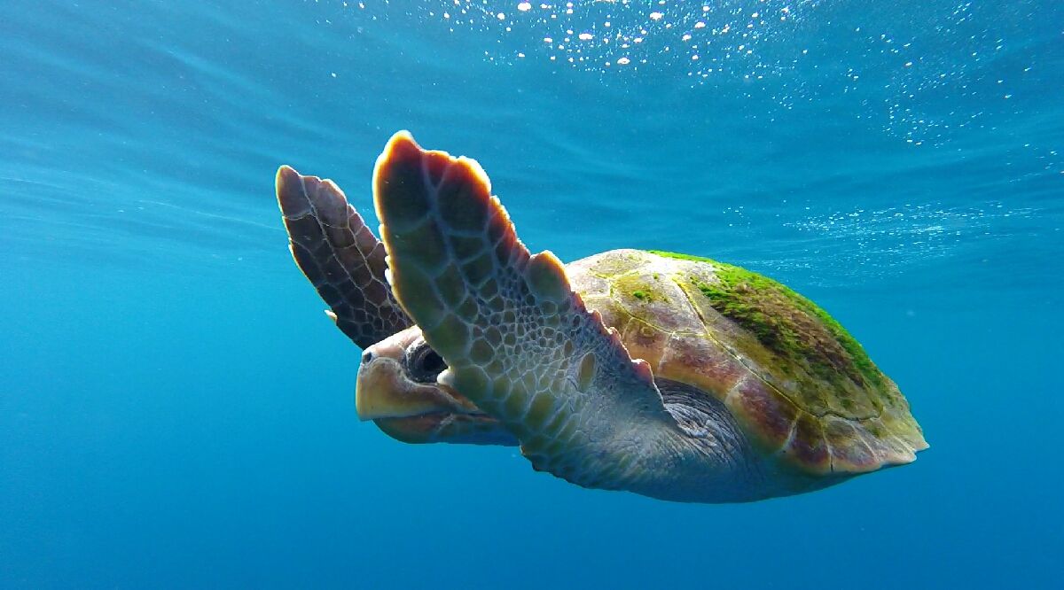 La tortuga boba, en peligro de extinción, visita las Canarias con frecuencia. Foto: Atlantic Eco Experience. La tortuga boba, en peligro de extinción, visita las Canarias con frecuencia. Foto: Atlantic Eco Experience.