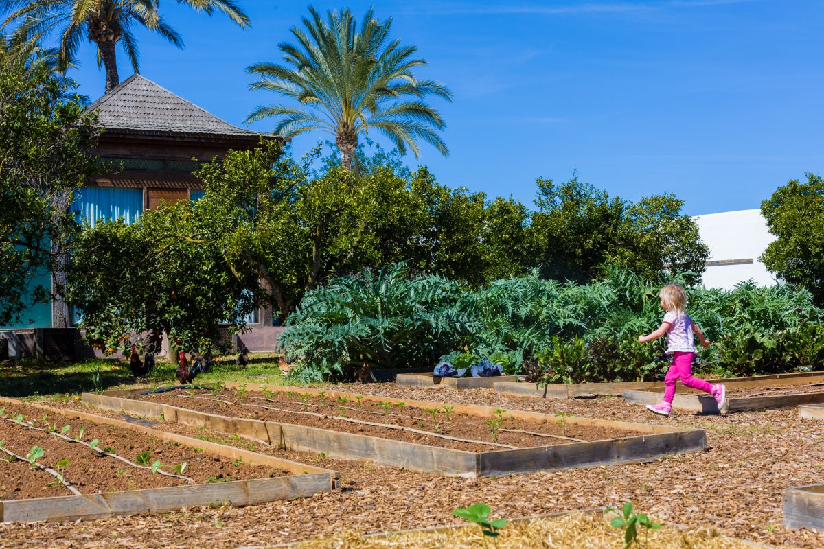 Una niña corretea por la huerta ecológica. Una niña corretea por la huerta ecológica.