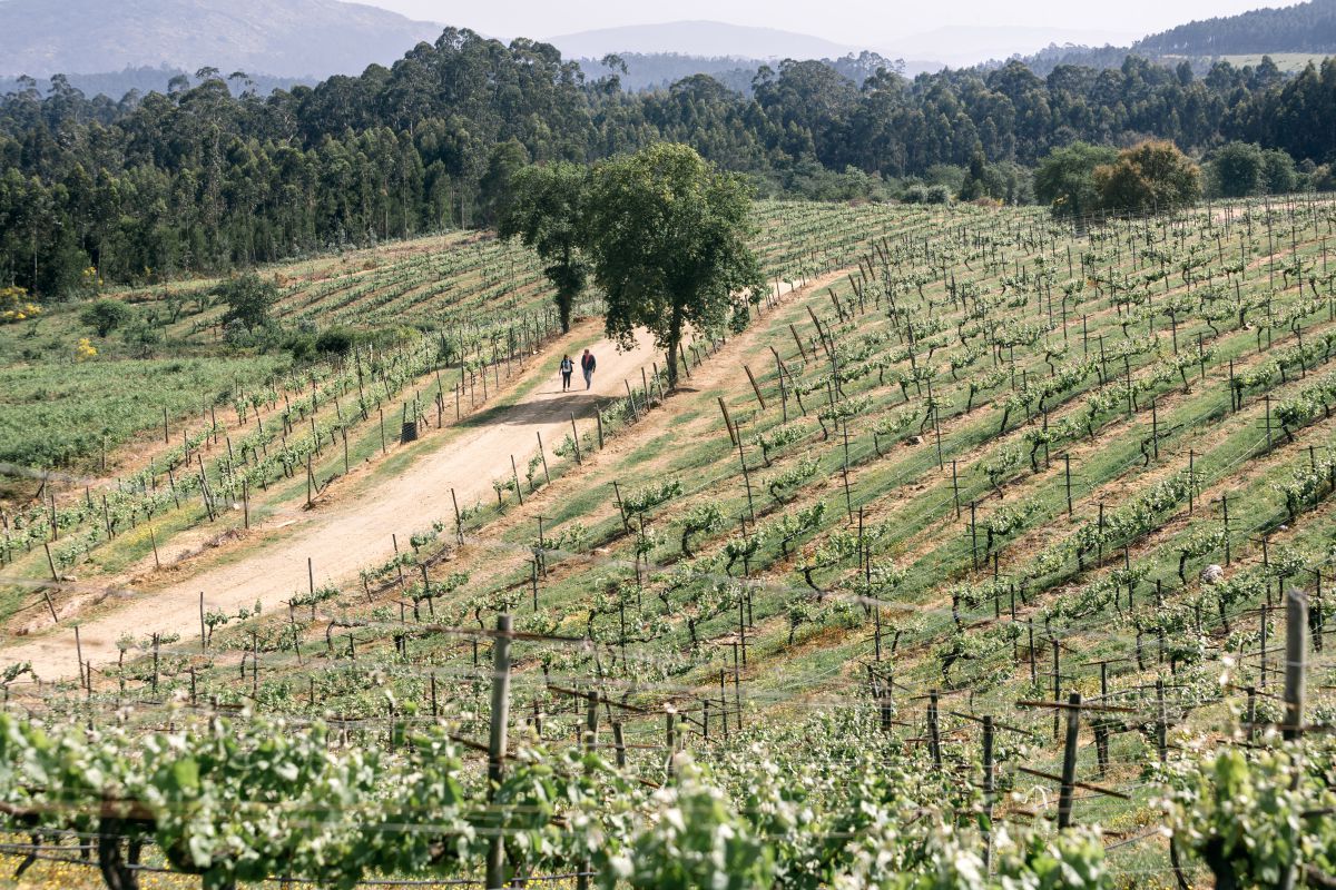 En la comarca de O Rosal las parras se disponen en vertical, con espalderas. En la comarca de O Rosal las parras se disponen en vertical, con espalderas.