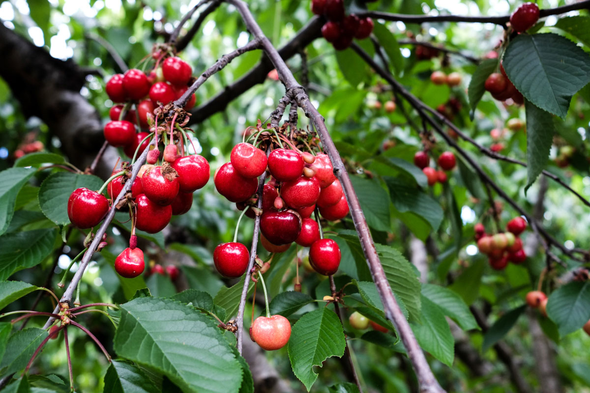 En el Jerte se cultivan muchas variedades de cerezas, unas se cogen con rabos y otras sin él. En el Jerte se cultivan muchas variedades de cerezas, unas se cogen con rabos y otras sin él.