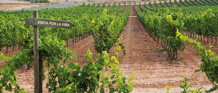 Viñedo en Aranda de Duero. Viñedo en Aranda de Duero.