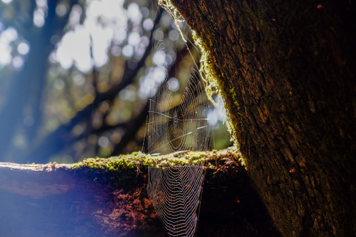La Gomera: Detalle de telaraña en el Parque Nacional de Garajonay. Foto: Hugo Palotto La Gomera: Detalle de telaraña en el Parque Nacional de Garajonay. Foto: Hugo Palotto