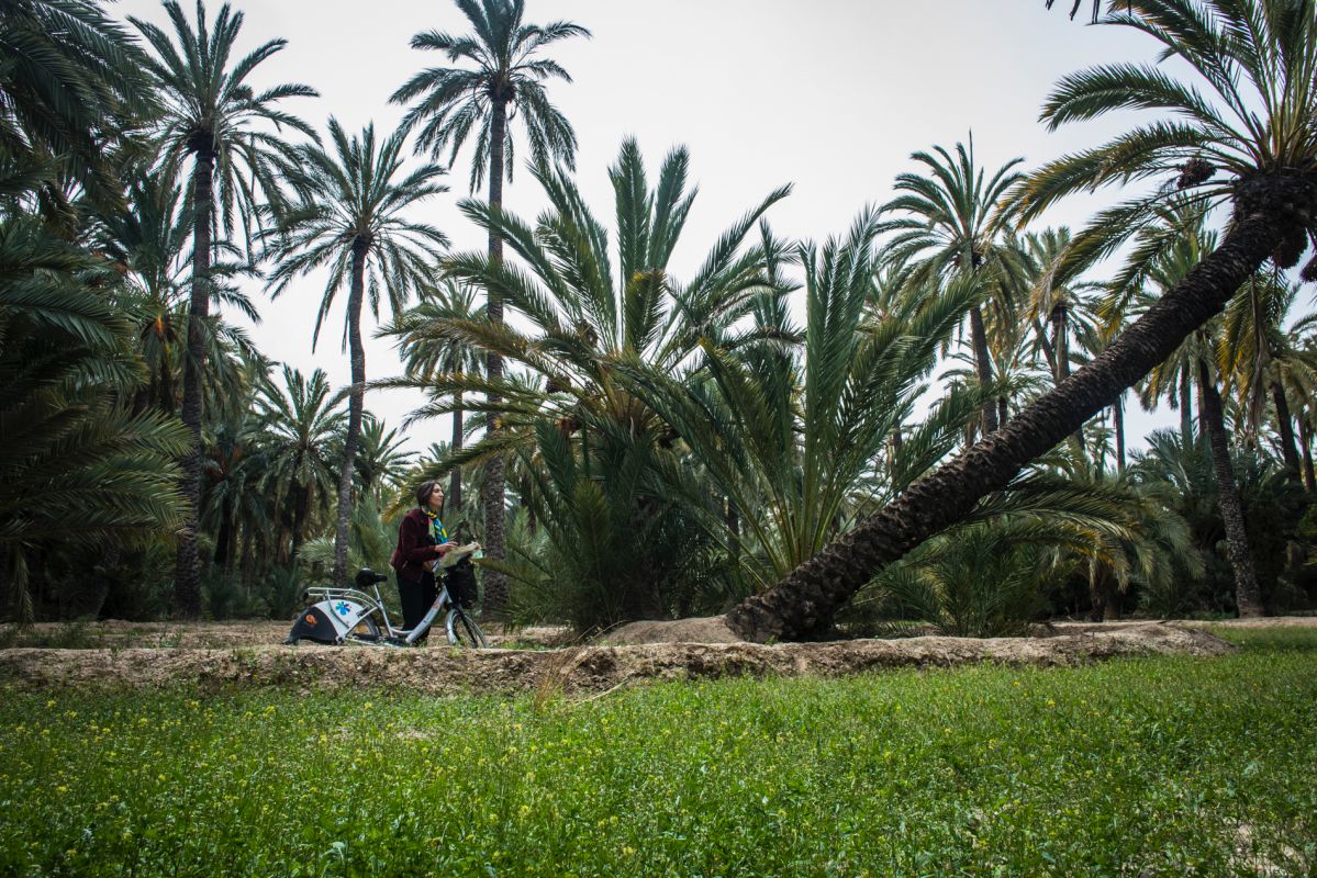 Mirando un palmera que crece inclinada en la Ruta de las Palmeras Singulares del parque de palmerasdel Filet de Fora, en Elche (Alicante). Mirando un palmera que crece inclinada en la Ruta de las Palmeras Singulares del parque de palmerasdel Filet de Fora, en Elche (Alicante).