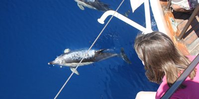 Delfines avistados desde la proa del Karyam. / Cedida por: Cetáceos & Navegación. Delfines avistados desde la proa del Karyam. / Cedida por: Cetáceos & Navegación.