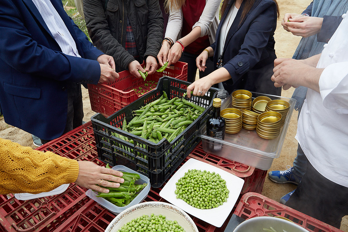 En el huerto del restaurante sacando guisantes de su vaina para después degustarlos. En el huerto del restaurante sacando guisantes de su vaina para después degustarlos.