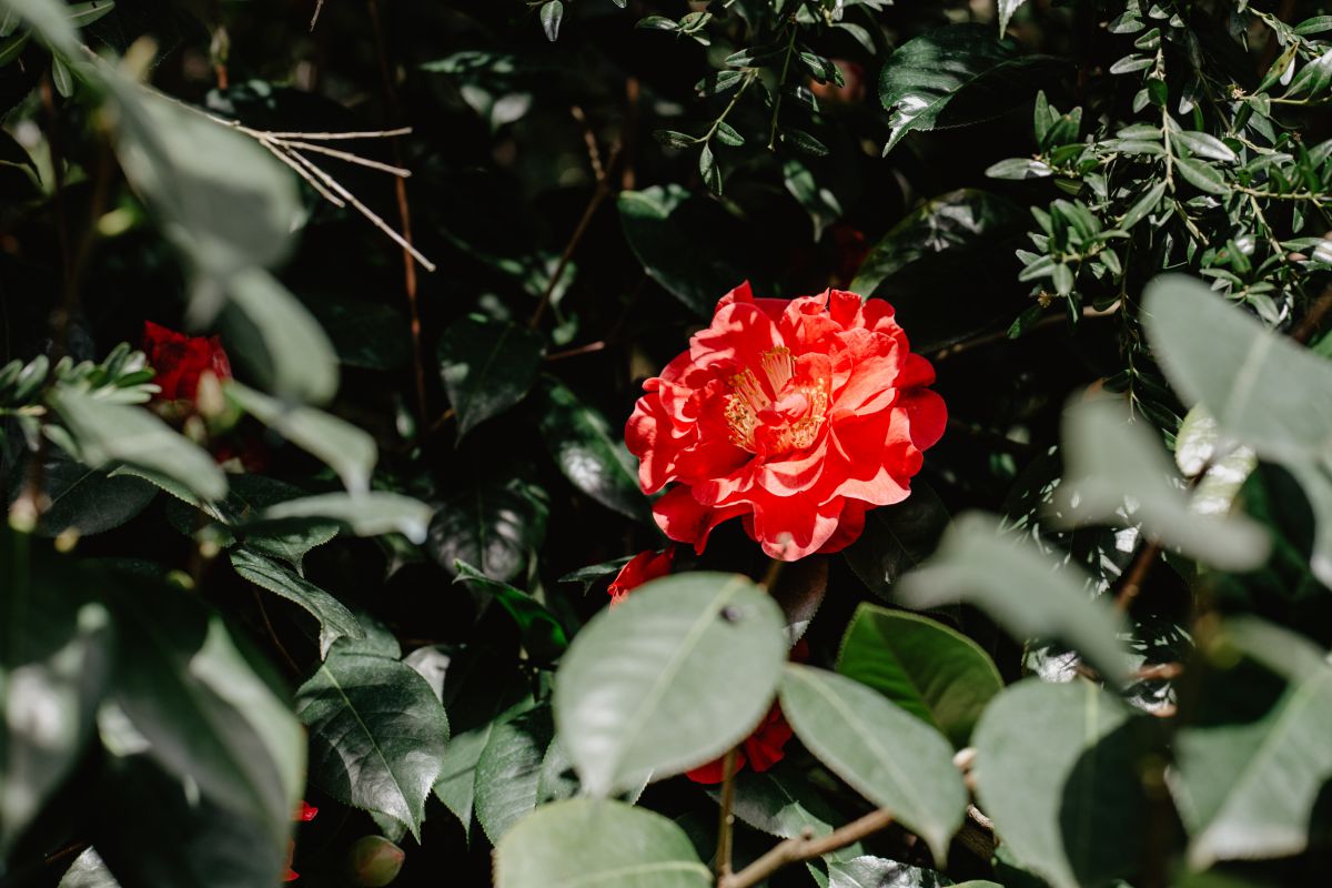 Las camelias más salvajes están en Rivadulla. Las camelias más salvajes están en Rivadulla.