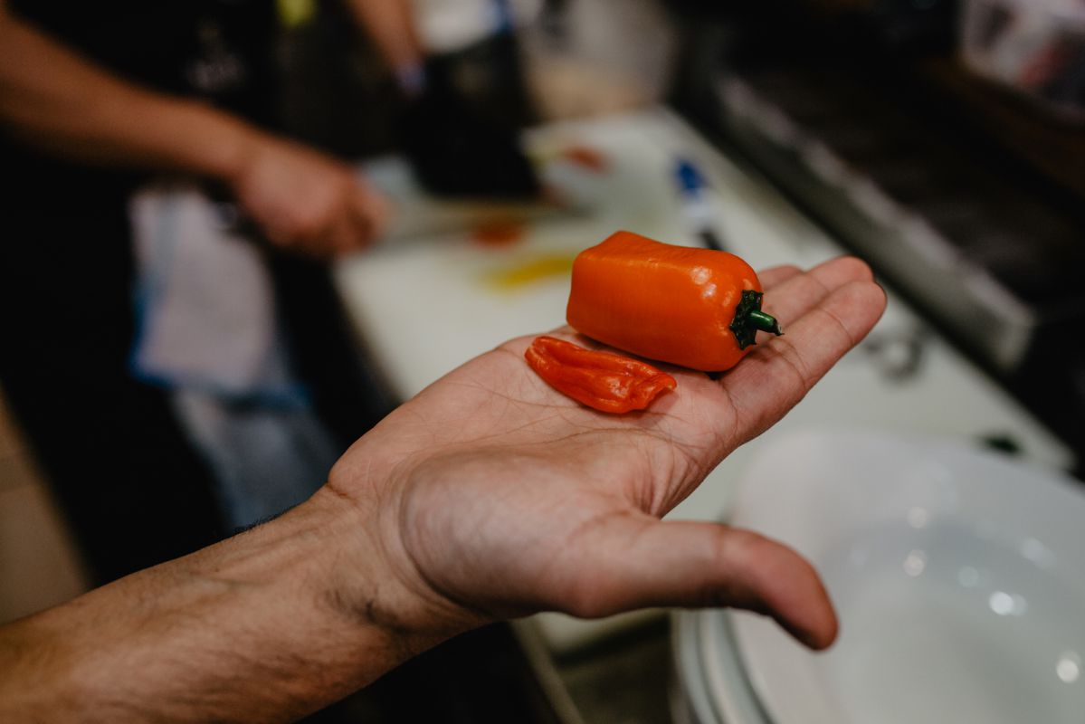 Uno de los rocotos con los que cocinan. Uno de los rocotos con los que cocinan.