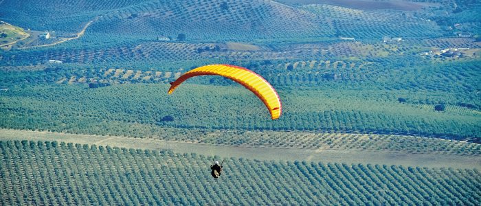 Prácticas de parapente sobre un campo de olivos. Prácticas de parapente sobre un campo de olivos.