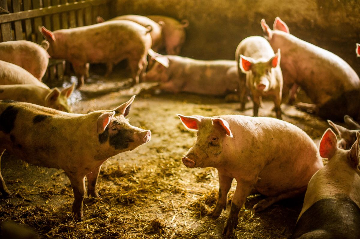 Los cerdos en la granja. Foto: Shutterstock Los cerdos en la granja. Foto: Shutterstock