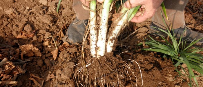 Cultivo de calçots. Cultivo de calçots.