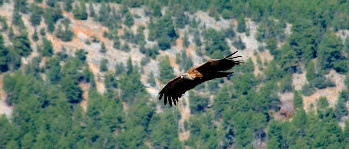 Buitre en pleno vuelo en el cañón de río Lobos. Buitre en pleno vuelo en el cañón de río Lobos.
