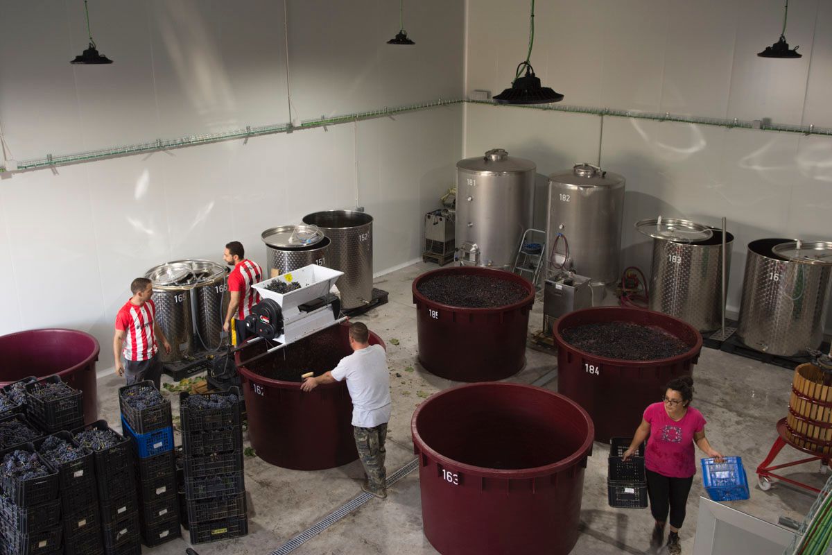 En la nueva bodega de Garage Wine colaboran los mismos que han vuelto de vendimiar. En la nueva bodega de Garage Wine colaboran los mismos que han vuelto de vendimiar.