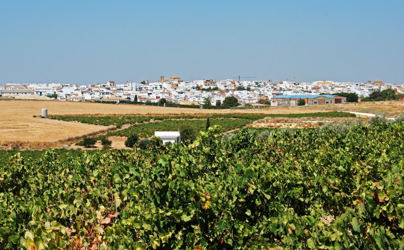 Montilla, abrazada por la viñas de la D.O. Montilla-Moriles. Foto: Shutterstock. Montilla, abrazada por la viñas de la D.O. Montilla-Moriles. Foto: Shutterstock.