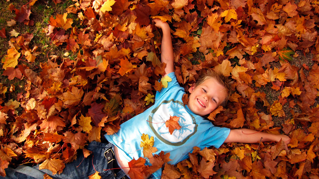 Hojas, hojas y más hojas. ¡A jugar! Foto: Shutterstock Hojas, hojas y más hojas. ¡A jugar! Foto: Shutterstock