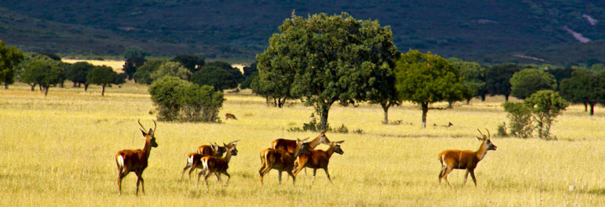 Parque Nacional de Cabañeros, Toledo. Foto: www.visitacabaneros.es Parque Nacional de Cabañeros, Toledo. Foto: www.visitacabaneros.es
