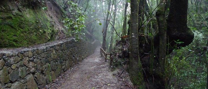 Ruta Guardianes Centenarios. Foto: Turismo de Tenerife. Ruta Guardianes Centenarios. Foto: Turismo de Tenerife.