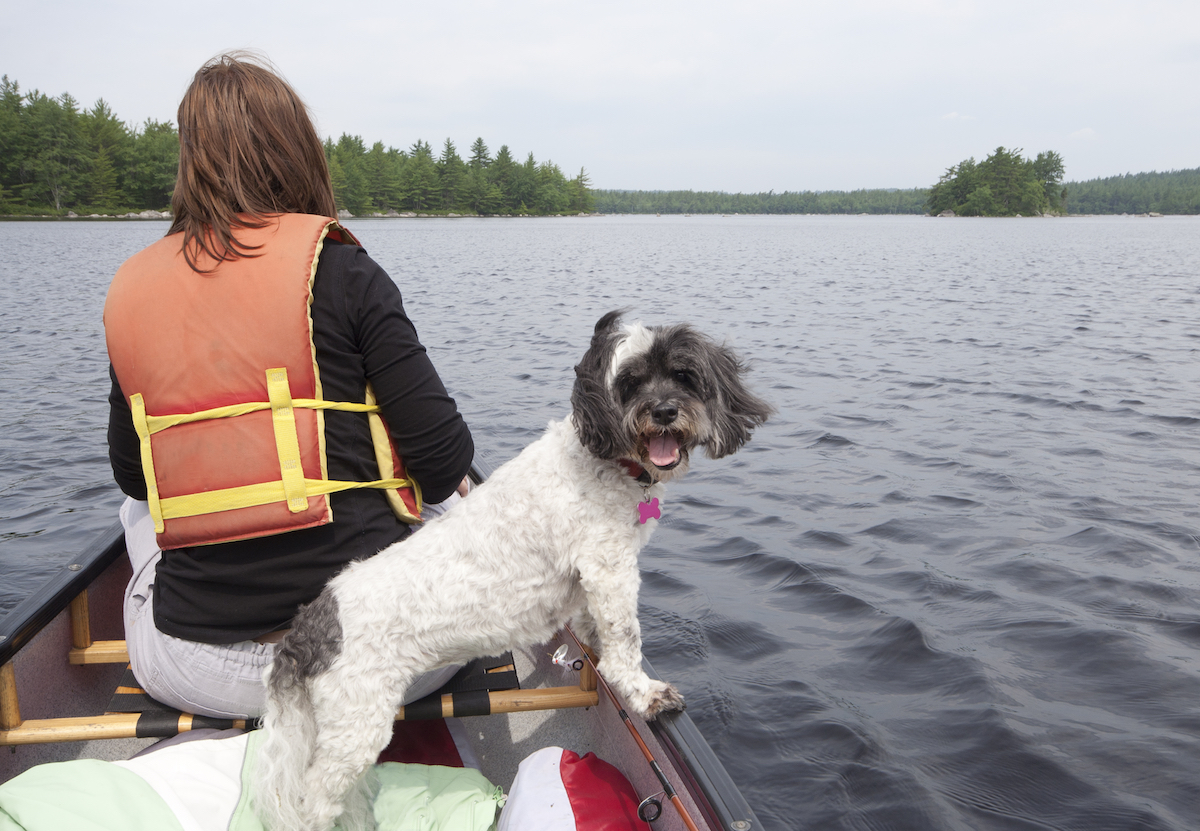Perro en canoa Perro en canoa