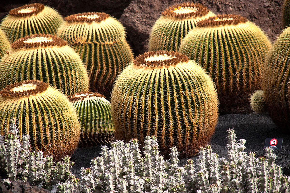Los cactus esféricos son conocidos como Echinocactus grusonii. Los cactus esféricos son conocidos como Echinocactus grusonii.