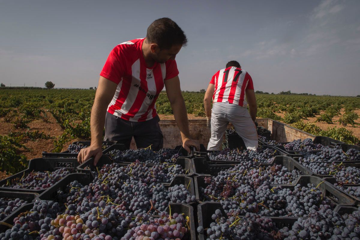 Tres horas después de comenzar con la recolección, las uvas casi a punto de salir para la bodega. Tres horas después de comenzar con la recolección, las uvas casi a punto de salir para la bodega.