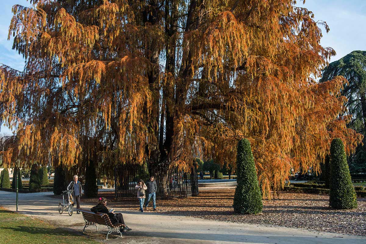 El ahuehuete de Moctezuma y, presuntamente, el árbol más antiguo de Madrid. Belleza del jardín. El ahuehuete de Moctezuma y, presuntamente, el árbol más antiguo de Madrid. Belleza del jardín.