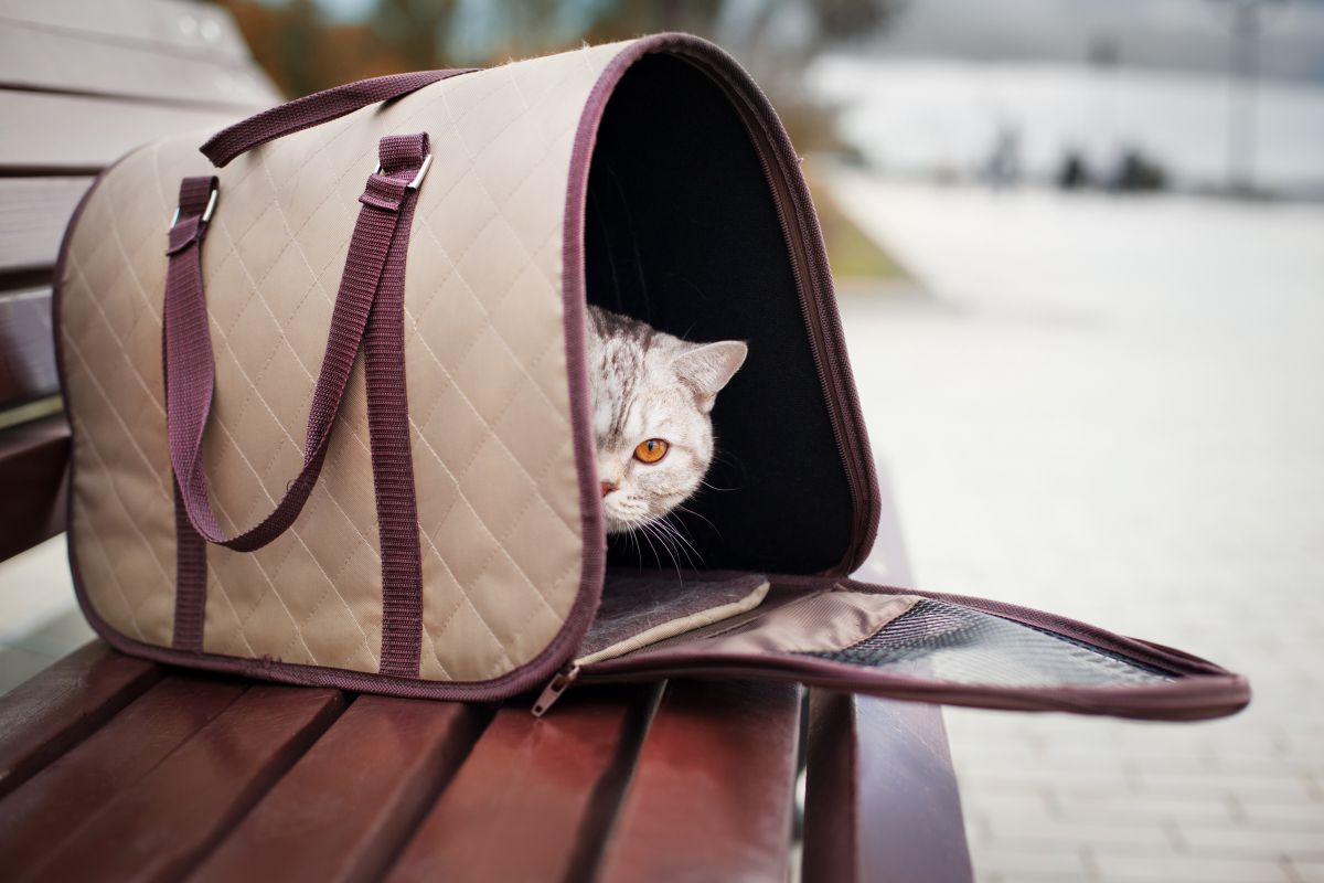 El transportín debe ser homologado y tan grande como para que el felino pueda tumbarse y ponerse de pie. Foto;: shutterstock El transportín debe ser homologado y tan grande como para que el felino pueda tumbarse y ponerse de pie. Foto;: shutterstock
