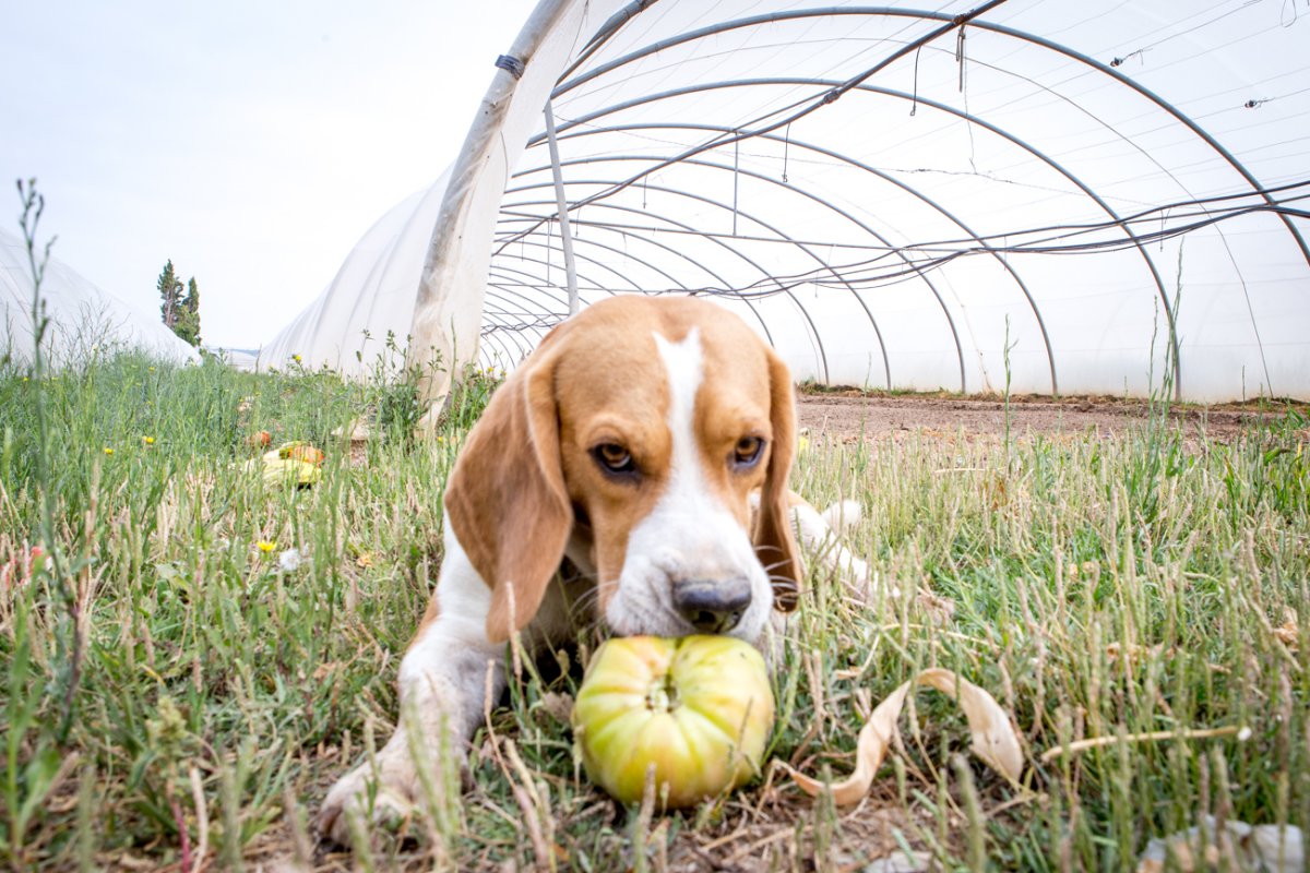 Tomates antiguos de Navarra: Golfo, el perro de los Sola Tomates antiguos de Navarra: Golfo, el perro de los Sola
