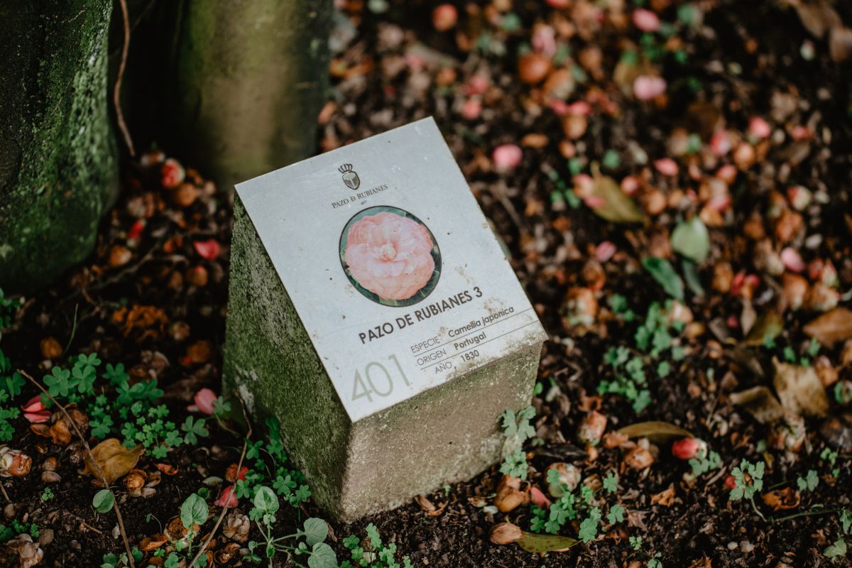 En el pazo de Rubianes tienen catalogadas las 800 especies de camelia. En el pazo de Rubianes tienen catalogadas las 800 especies de camelia.