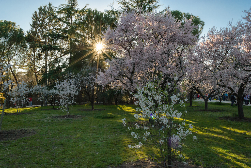 Almendros en flor en el Parque Quinta de los Molinos. Foto: Kus Cámara (CC) Almendros en flor en el Parque Quinta de los Molinos. Foto: Kus Cámara (CC)