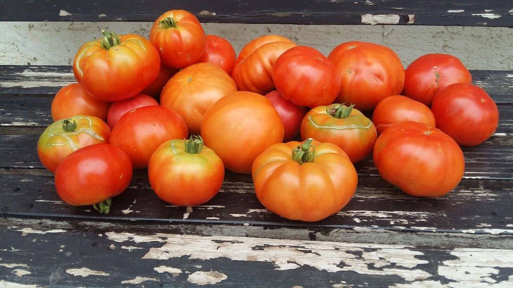 Temporada de tomates en 'La Huerta de Tudela'. Foto: Facebook. Temporada de tomates en 'La Huerta de Tudela'. Foto: Facebook.