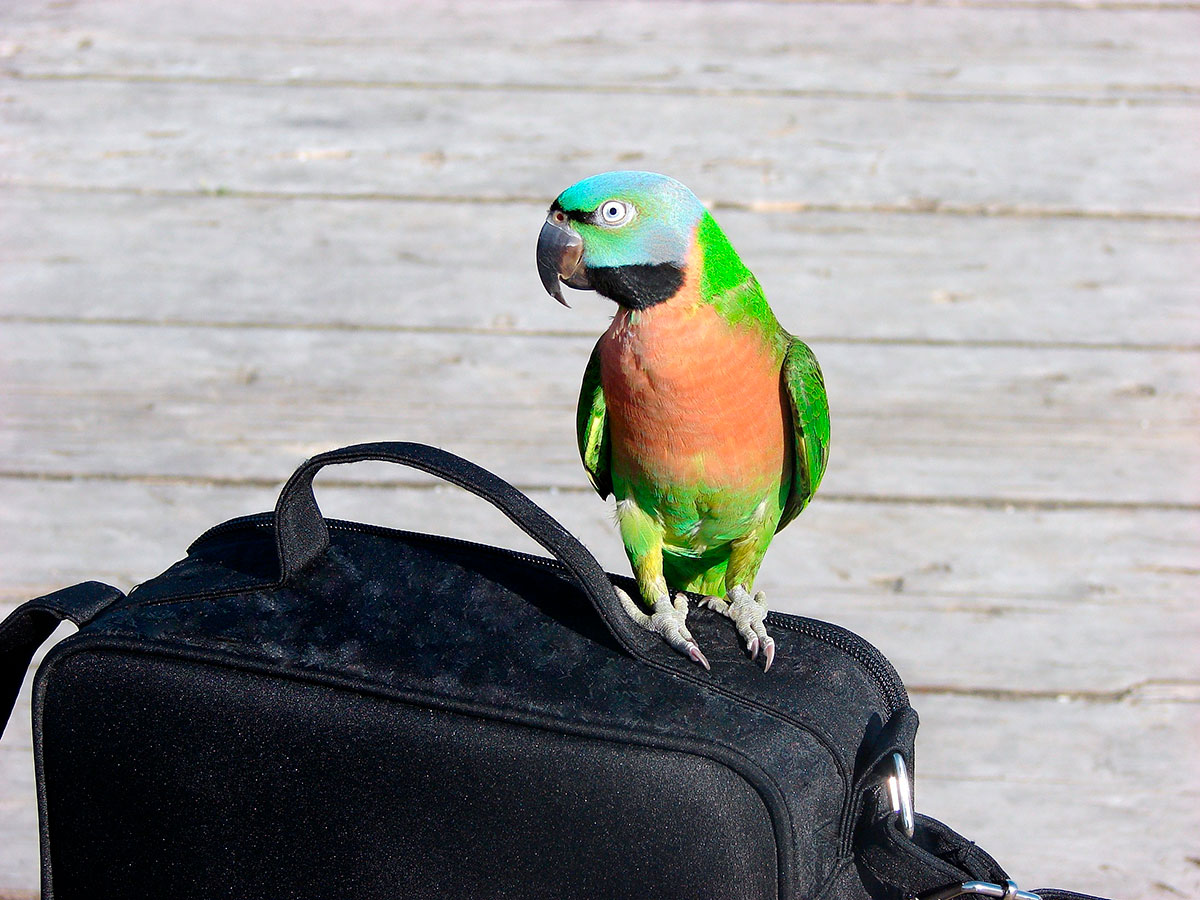 Las aves se estresan muchísimo en los viajes. Foto: shutterstock. Las aves se estresan muchísimo en los viajes. Foto: shutterstock.